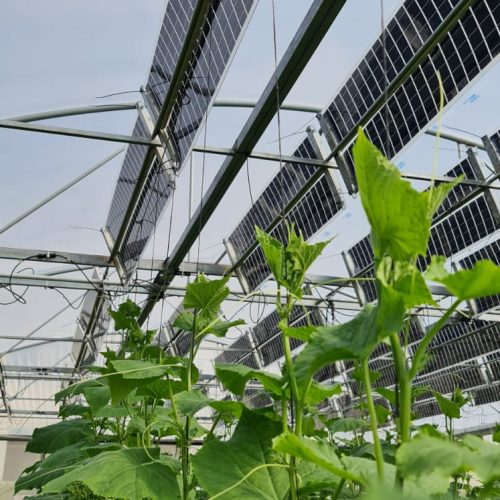 Energizing your greenhouse with Trisolar sustainable technologies